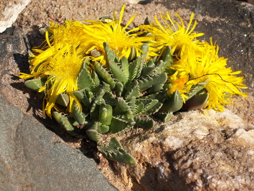 faucaria tigrina 1